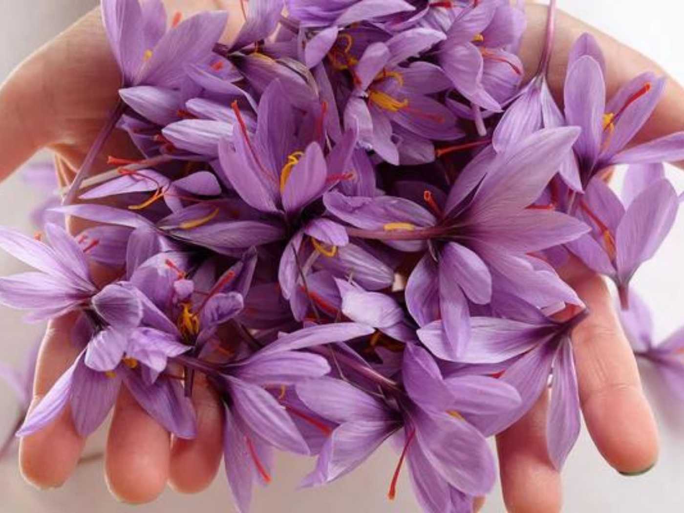Im Zeichen des Krokus: Crocus sativus – die Pflanze und ihre Vorteile