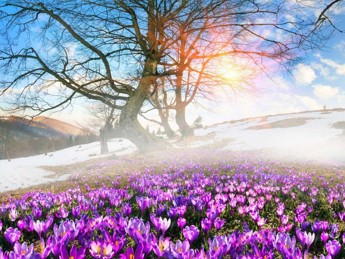 Ein Safranfeld in der Blüte. Dahinter befindet sich ein Baum. Die Sonne scheint durch die Äste.